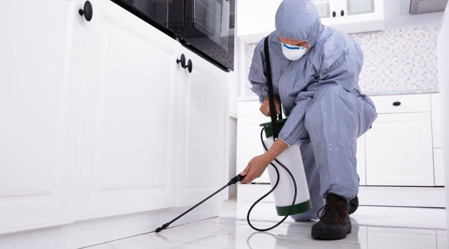 Professional german roach extermination albany ga services in Albany - Albany German Roach Pros
